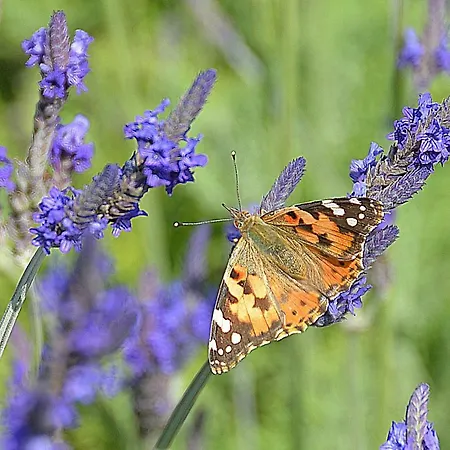 Resort Eden Wellness Rehabilitation 3*