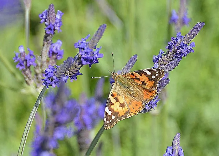 Resort Eden Wellness Rehabilitation 3*